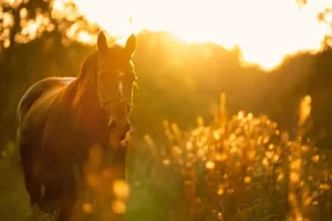 Equine Welfare Committee - December 2024 E-Tip