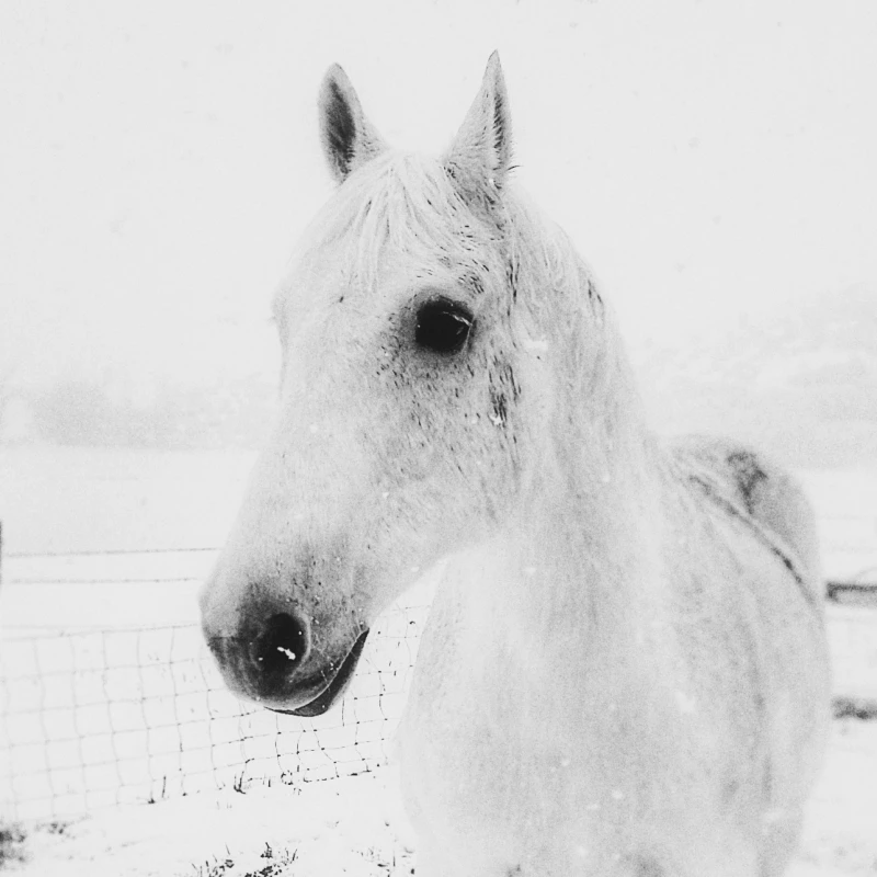 Sampson