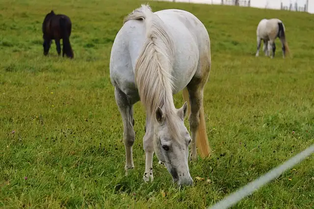 Hoof Care Tips Header Image