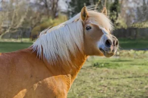 September 2025 The Impact of Language and Tone on Equines and Barns