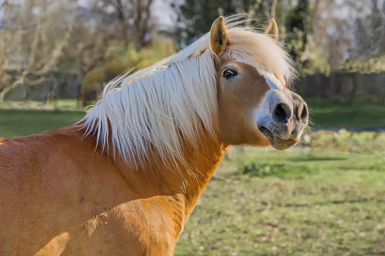 September 2025 The Impact of Language and Tone on Equines and Barns
