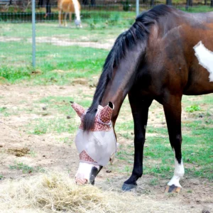 Stephan The Horse